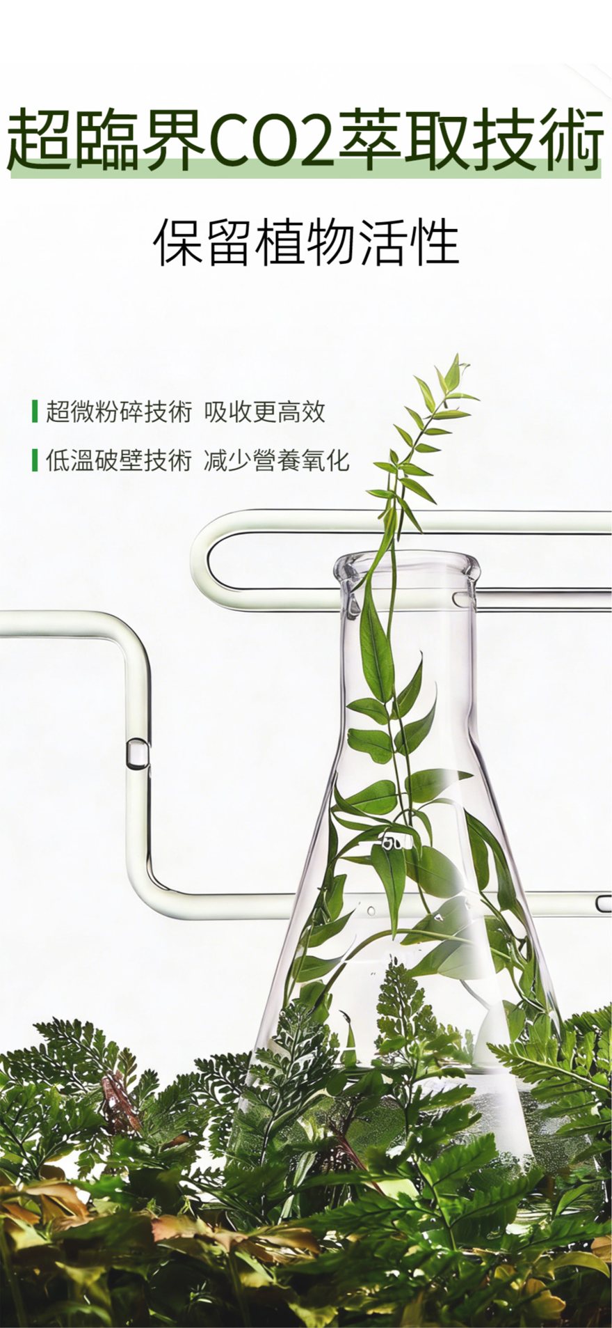 豐盈密絲膠囊圖文介紹：植物萃取技術介紹