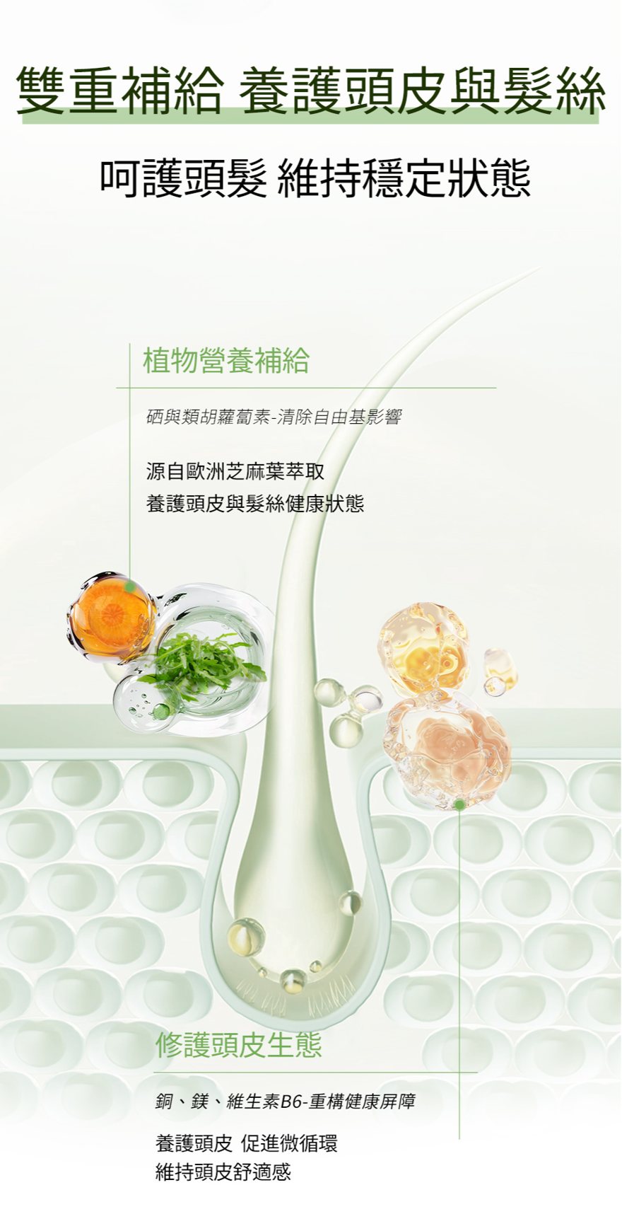 豐盈密絲膠囊圖文介紹：植物與營養補給介紹